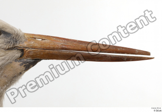 Black stork beak head 0004.jpg